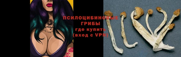 сатива Арсеньев